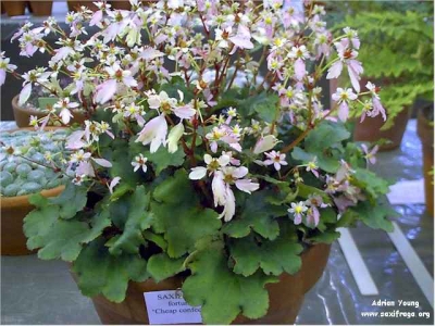 Saxifraga fortunei \
